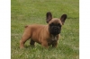 French Bulldog puppies  Promising from many years of breeding 